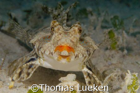 give me a smile :-) by Thomas Lueken 