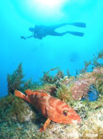 Image of a Rock Cod taken at The Tug in Mauritius.  This ... by Maria Munn 