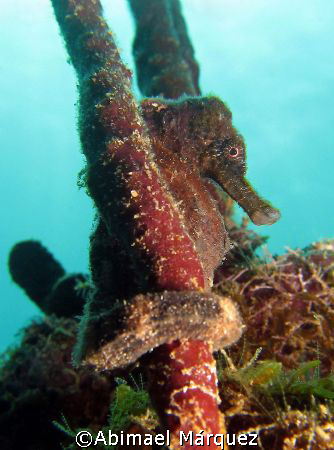 Seahorse, Crash Boat Piers, Aguadilla, Puerto Rico by Abimael Márquez 