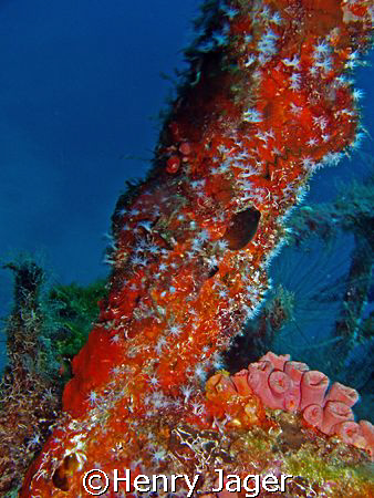 Blooming wreck      Olympus C50; 7.8mm, 1/30 by Henry Jager 