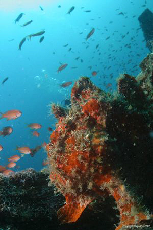 The Midday Watch, Frogfish surveys lunch on the Wreck by Gary Stokes 