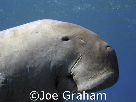 Dugong portrait . He still has some of his sea grass brea... by Joe Graham 