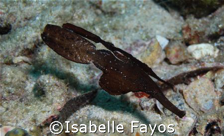 Pair of Robust ghost pipefish at Koh Haa Yai, hiding amon... by Isabelle Fayos 