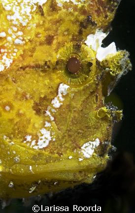 Frogfish face. by Larissa Roorda 