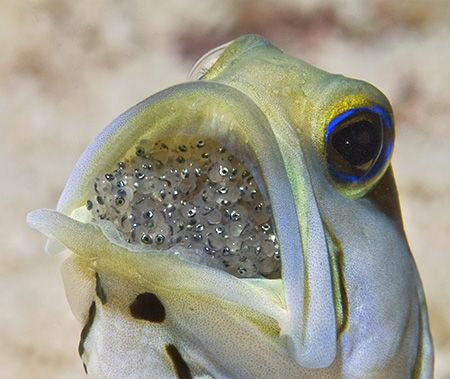 A lot of searching and a lot of luck to find this male Ye... by Jim Chambers 