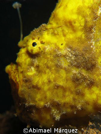 Beautiful Frogfish, Crash Boat Piers, Aguadilla, Puerto R... by Abimael Márquez 