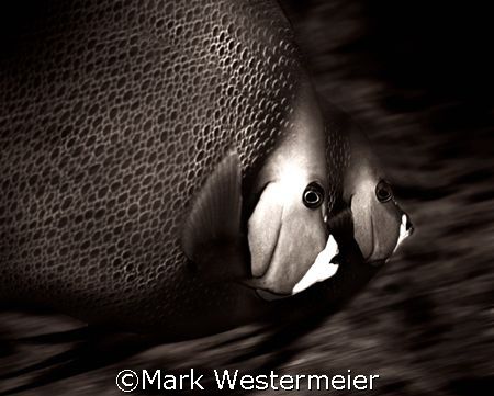 Doubles - Image taken in Cayman Islands with a Nikon F4s,... by Mark Westermeier 