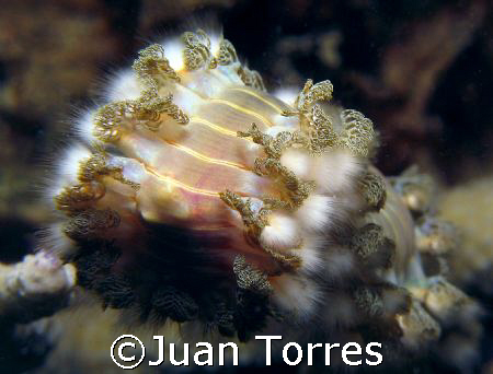 Fireworm in Cerro Gordo, Puerto Rico. by Juan Torres 