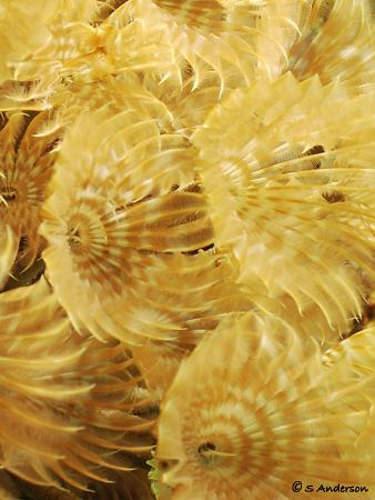 Just dusting away! Beautiful Social Feather Dusters. I en... by Steven Anderson 