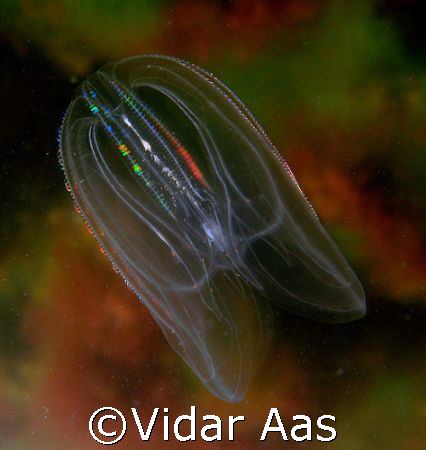  The ctenophore Mnemiopsis leidyi in Oslofjord by Vidar Aas 