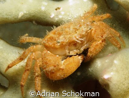 Another Macro Beauty from Redang Island.  Olympus E-330 +... by Adrian Schokman 