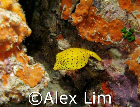 A shy box fish by Alex Lim 