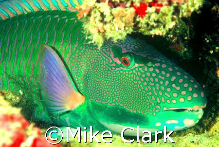 Parrot fish
Nikon f90x with 60mm lens by Mike Clark 