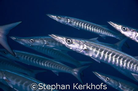 Holding your breath, surrounded by barracuda's, to take a... by Stephan Kerkhofs 