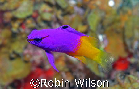 Fairy Basslet by Robin Wilson 