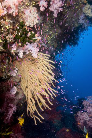 An overhang on one of Fiji's many walls. by Andy Lerner 