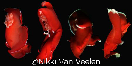Composition of a couple of images taken one after the oth... by Nikki Van Veelen 