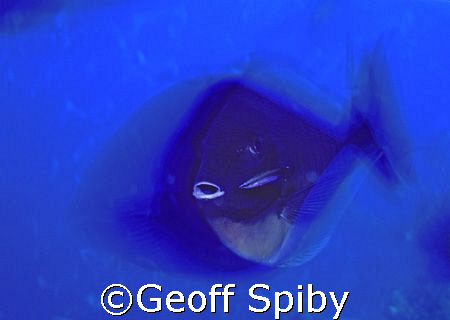 If you keep still I will clean you!!. Cleaner wrasse and ... by Geoff Spiby 