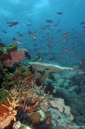 Eden Rediscovered at Verdy Island by Gary Stokes 