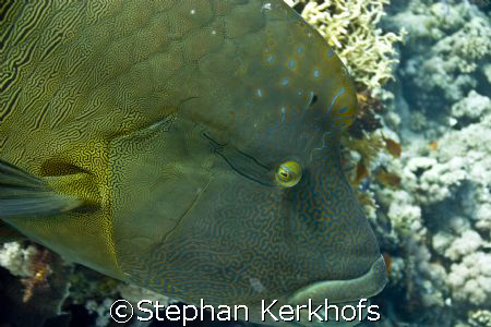 Napoleon wrasse -Cheilinus undulatus- taken at Shark & Yo... by Stephan Kerkhofs 