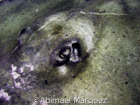 Southern Stingray, British Virgin Island by Abimael Márquez 
