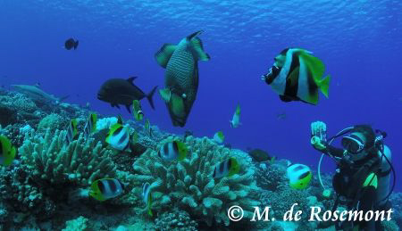 LIKE IN A GIANT AQUARIUM. D50/12-24MM by Moeava De Rosemont 