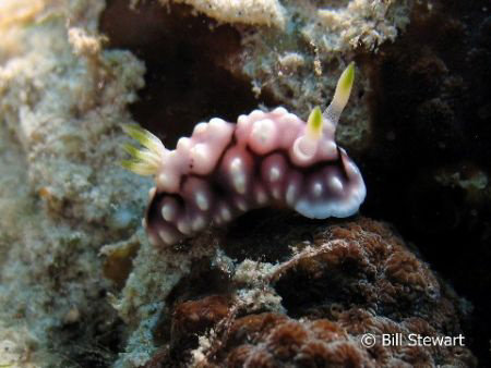 Nudibranch on House Reef at Moalboal, Cebu, Philippines. ... by Bill Stewart 