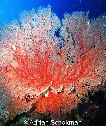 F-A-N-tastic coral from Sipadan - Olympus E-330 by Adrian Schokman 