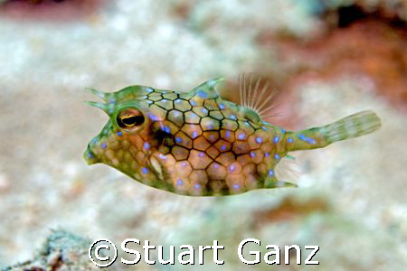 Cow Fish taken @ Kahe Piont, Oahu Hawaii W/ Canon 20D 60 ... by Stuart Ganz 