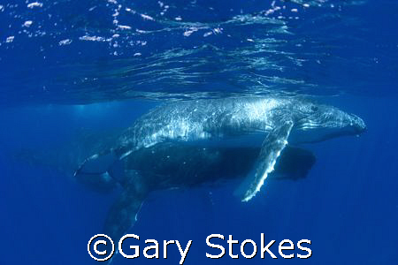 Mother watches over playful Humpback calf by Gary Stokes 
