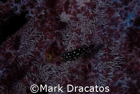 Face to Face by Mark Dracatos 