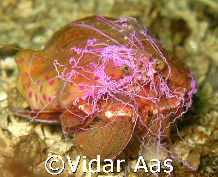  The cloak anemone lives on the back of the hermit.. It p... by Vidar Aas 