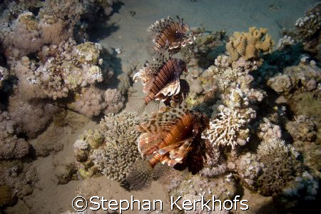 Just a lucky shot on a night dive! by Stephan Kerkhofs 