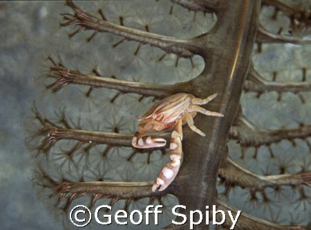 portrait of a crab on a seapen by Geoff Spiby 