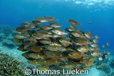 found in Sipadan by Thomas Lueken 