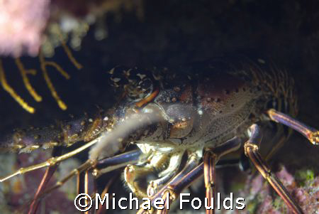 Spiny Lobster taken at The Maze, East End, Grand Cayman by Michael Foulds 