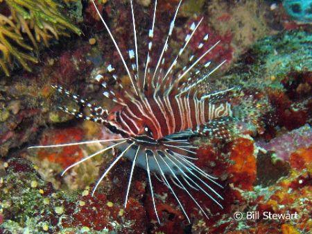 "Juvenile Spotfin Lionfish"   Taken on White House Reef, ... by Bill Stewart 