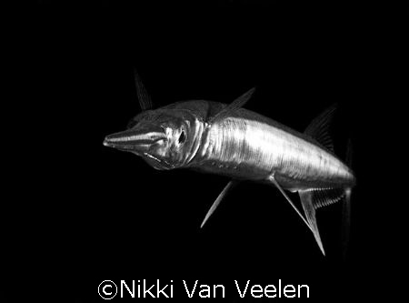Thought this one looks better in b&w.  by Nikki Van Veelen 