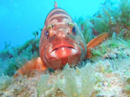 I completely fell in love with this fish!  This Rock Cod ... by Maria Munn 