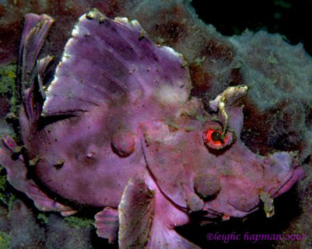 Paddle-flap Scorpionfish. Nikon D200. Lembeh. by Leigh Chapman 