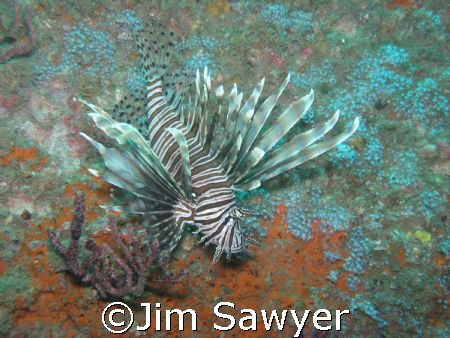 Lion fish on the U-352 off north Carolina Coast, Moorehea... by Jim Sawyer 