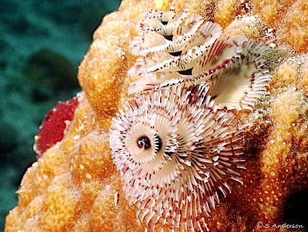 This photo of a pair of Christmas Tree Worms was taken wh... by Steven Anderson 
