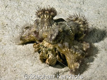 Anemone Hermit Crab (Dardanus tinctor) taken on a nightdi... by Stephan Kerkhofs 