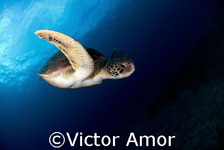 Green turtle by Victor Amor 