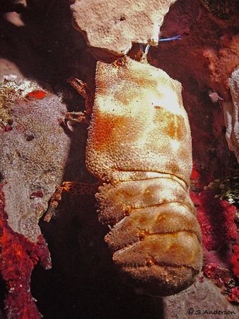 This photo was taken in Roatan on a night dive. The subje... by Steven Anderson 