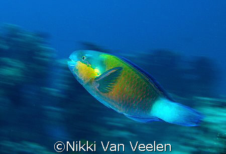 Getting movement into the shot by using a slow shutter sp... by Nikki Van Veelen 