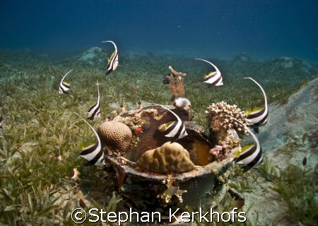 Schooling bannerfish(Heniochus diphreutes) dancing around... by Stephan Kerkhofs 