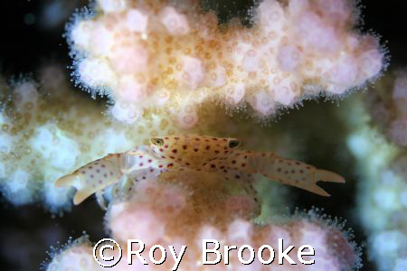 Crab approx 3mm big, night dive 15m fanadir, Hurghada. Ca... by Roy Brooke 