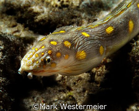 Searching - Image taken in Bonaire with a Nikon D100, 105... by Mark Westermeier 