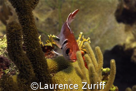 Curtain Bluff Morgans Reef by Laurence Zuriff 